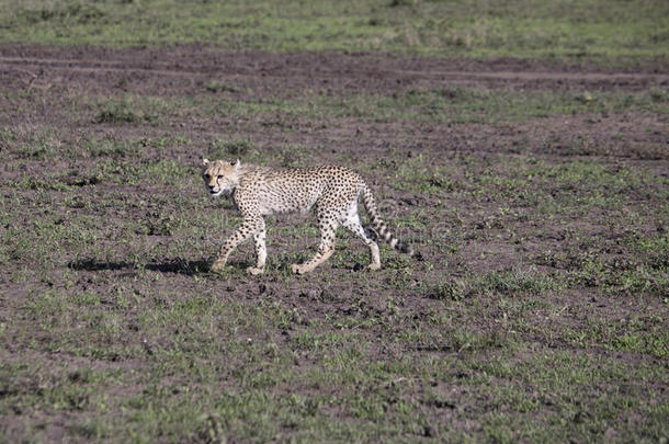 非洲猎豹年轻向小心翼翼地移动采用SerengetiPlainsof坦桑尼亚坦桑尼亚的塞伦盖蒂平原,坦桑尼亚
