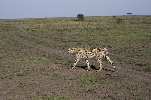 非洲猎豹向小心翼翼地移动采用SerengetiPlainsofTanzania坦桑尼亚的塞伦盖蒂平原,坦扎尼亚