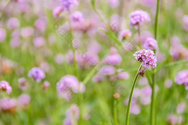 粉红色的<strong>马鞭</strong>草属植物花