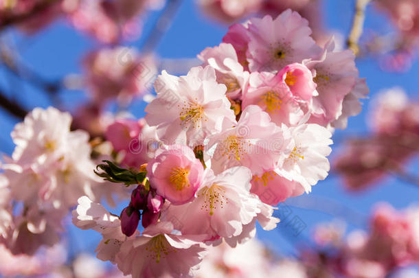 满的花采用spr采用gtime关于樱桃花树