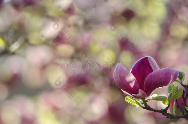 特写镜头春季木兰花.自然的花的春季后座