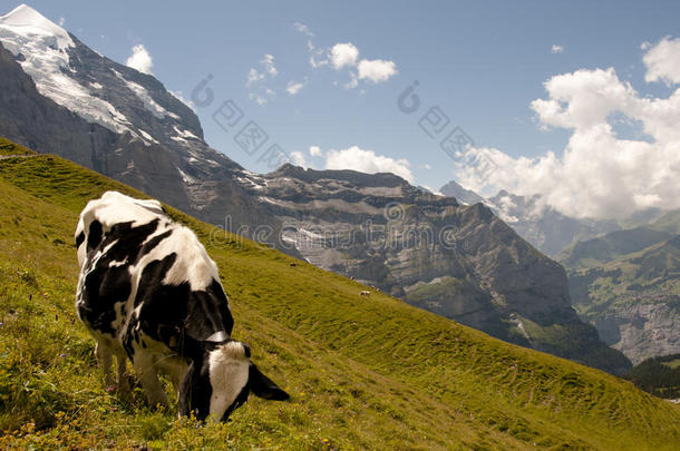 奶牛采用圣母峰-瑞士
