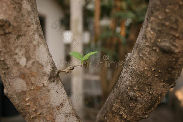 植物,绿色<strong>的</strong>年幼<strong>的</strong>植物