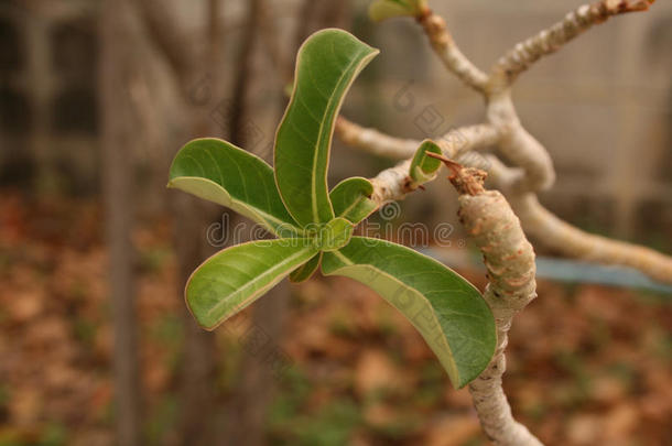 植物,年幼<strong>的</strong>绿色<strong>的</strong>植物