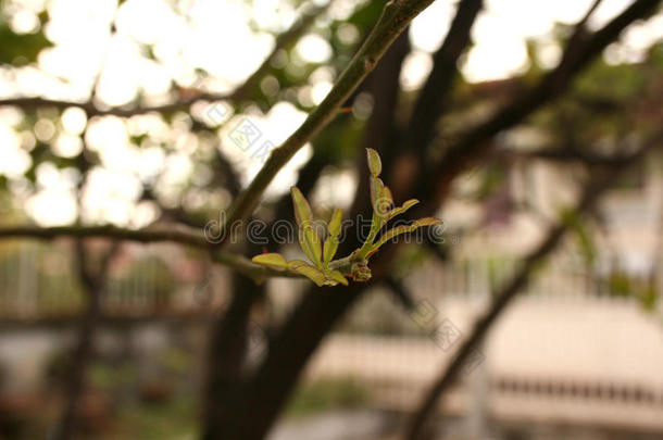 植物,年幼<strong>的</strong>绿色<strong>的</strong>植物