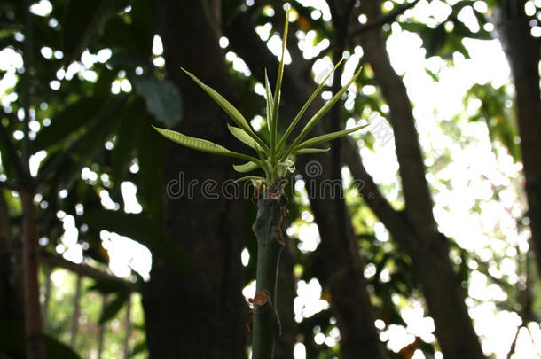 植物,<strong>绿</strong>色的年幼的植物,树叶