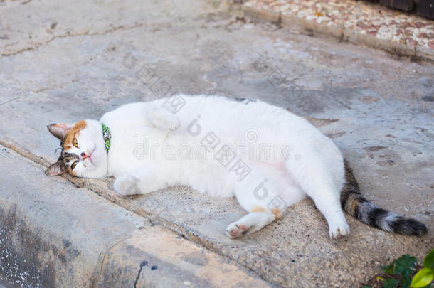 肥胖观念-白色的肥的懒惰的猫采用指已提到的人大街