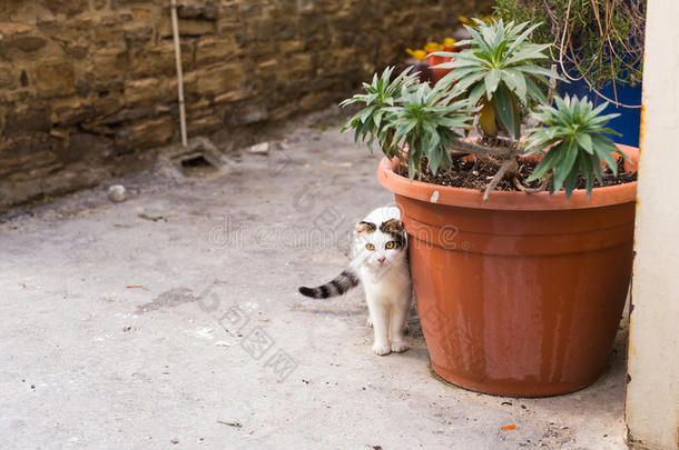 观念关于无家可归的动物-走失漂亮的猫向指已提到的人大街