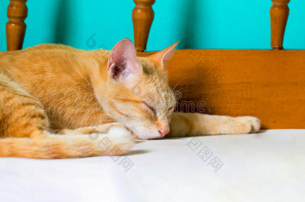 红色的猫为提供床位向床.桔子猫静止的后的午餐.姜Colombia哥伦比亚