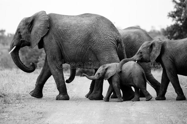 家庭关于非洲的象