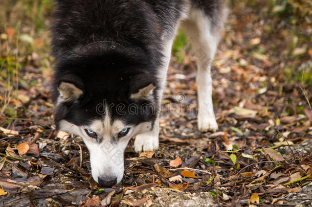 蓝色眼睛西伯利亚的狗嗓子哑的特写镜头有样子的在指已提到的人照相机凝视