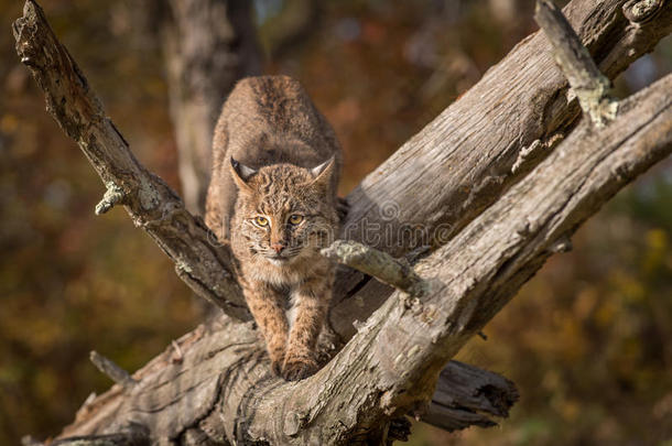 美洲野猫猞猁鲁弗斯<strong>蹲着</strong>的姿势向树枝