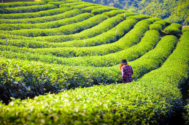 绿色的茶水田采用城镇拉埃,泰国