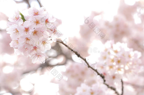 日本人樱桃花树背景2