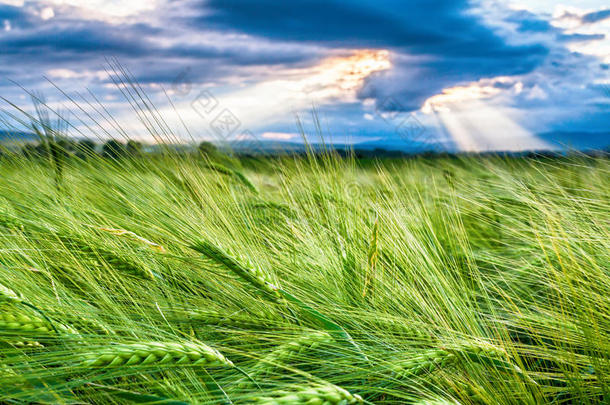 呈绿色的田关于小麦在春季