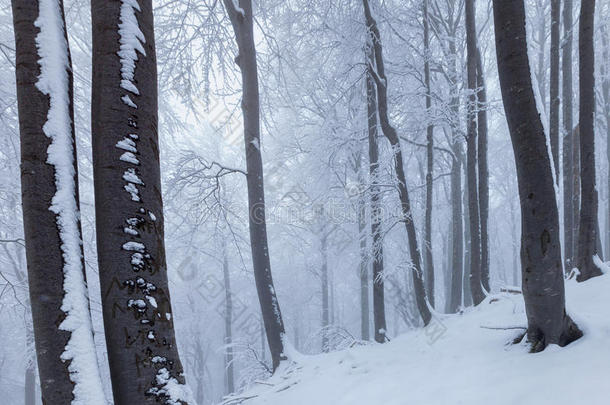 白色的森林大量的采用雪