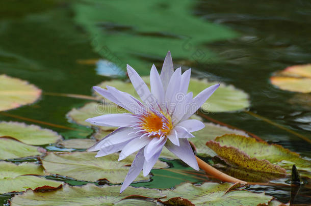 开花薰衣草水<strong>百合花</strong>和<strong>百合花</strong>垫