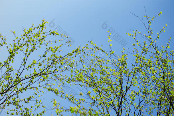 第一春季新鲜的树叶.盛开的风景,背景采用spring春季