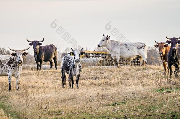 侵略的公牛目不转睛的在照相机在指已提到的人农场
