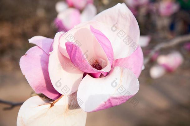 花自然赠品仍生活祝贺夏粉红色的影像