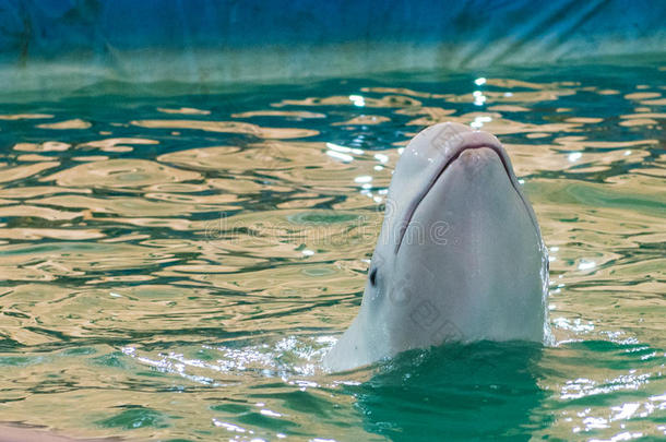 白色的海豚在海豚arium