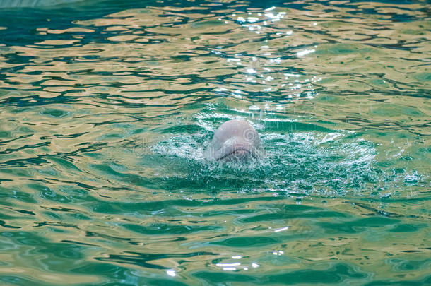 白色的海豚在海豚arium
