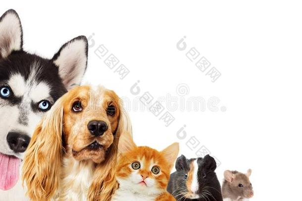 红发的人小猫和嗓子哑的小狗和獚狗狗