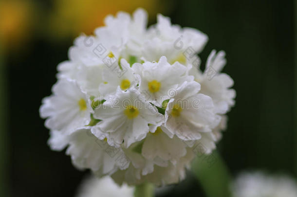 关在上面关于一白色的花关于Primul一denticul一t一