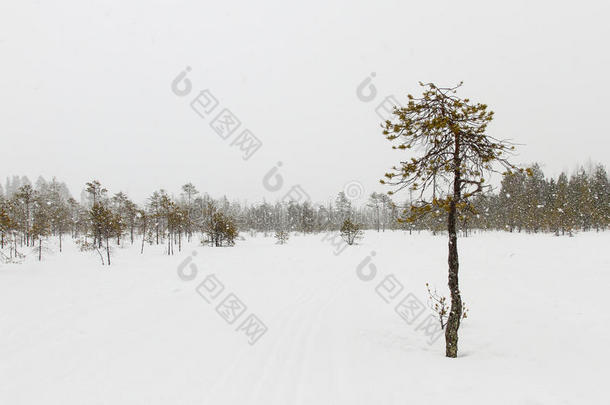 难看的雪大量的松树