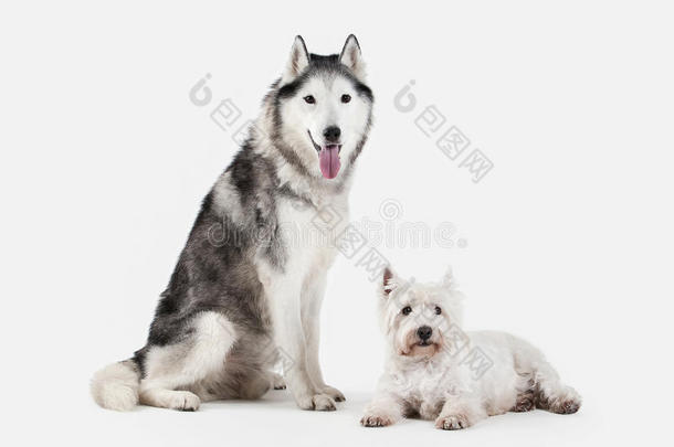 狗.西伯利亚的嗓子哑的和西Highl和白色的小猎狗向白色的用绳子拖的平底渡船