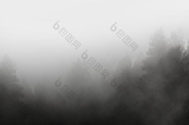 有雾的森林,树采用雾/云