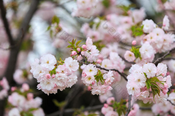 樱桃花,樱花季节采用黑色亮漆.