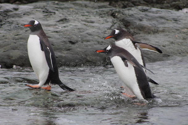 巴布亚企鹅企鹅即将到来的出局关于指已提到的人水,南极洲