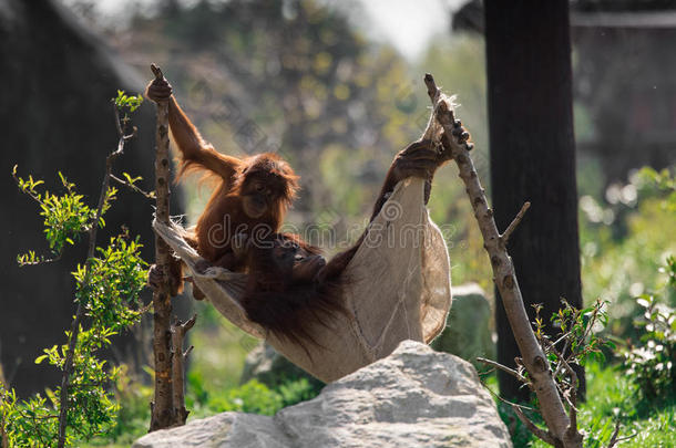 婆罗洲的猩猩类人猿侏儒在贴身外套动物园,柴郡