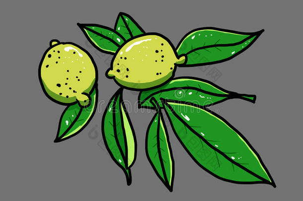 柠檬树叶说明