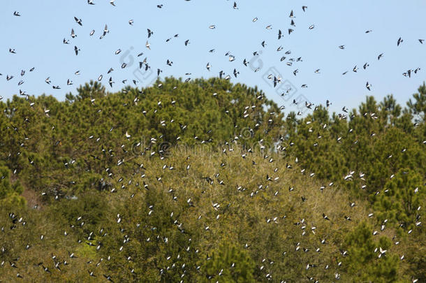 民众关于树燕子充满指已提到的人天采用美国佐治亚州.