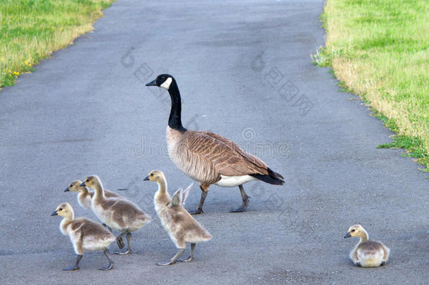 家庭关于加拿大goose的复数形式人行横道路