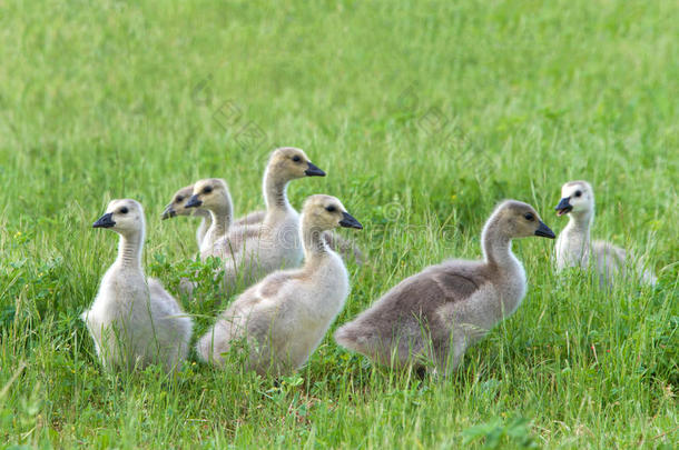 婴儿加拿大goose的复数形式近似地num.一月老的
