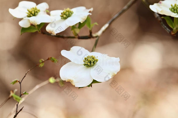 美丽的白色的开花水木花