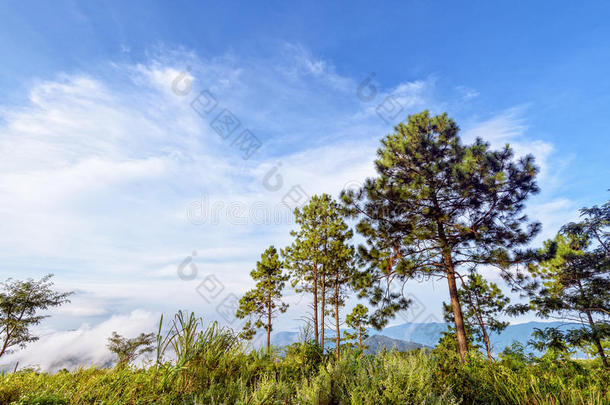 松树树向指已提到的人山