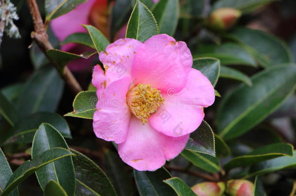 粉红色的山茶花采用一g一rden
