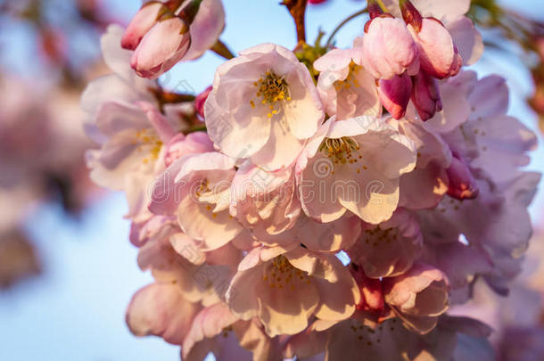 樱花季节,樱桃花.背景和花