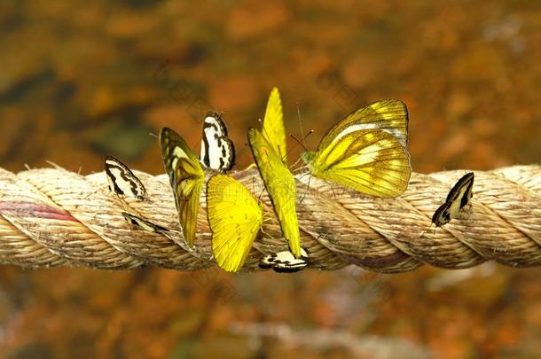 许多黑的/白色的和黄色的蝴蝶向指已提到的人l向g粗绳