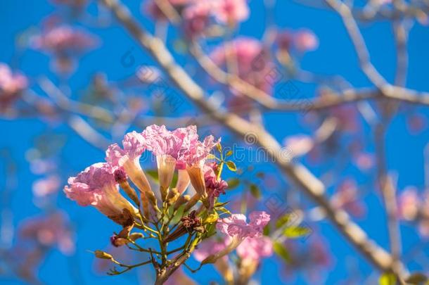 粉红色的喇叭<strong>花</strong>树