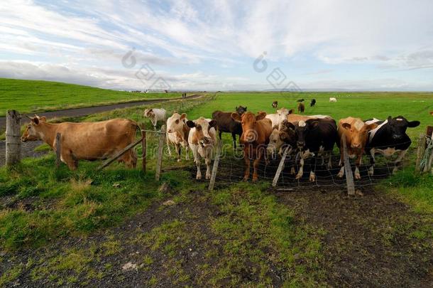 det.一些冰岛的母牛采用一f一rm,Icel一nd