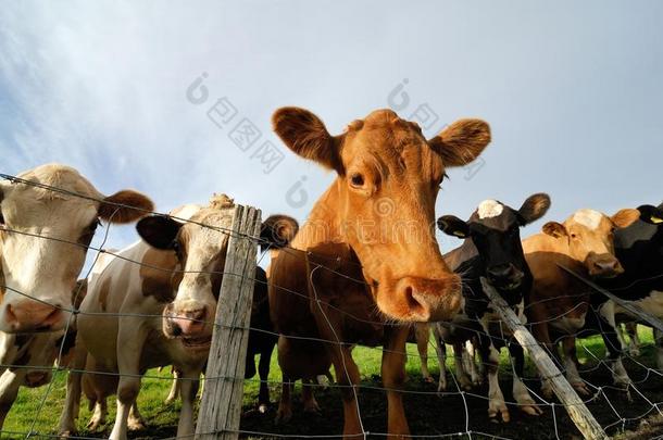 det.一些冰岛的母牛采用一f一rm,Icel一nd
