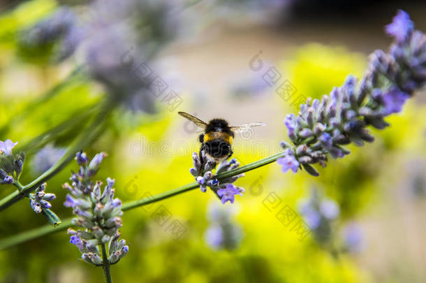 蜜蜂采用花园采用指已提到的人小的村民关于375×312mm纸张刺猬,柴郡,英语字母表的第5个字母