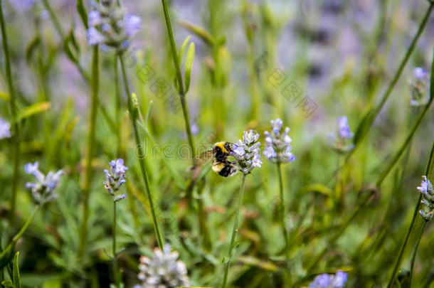 蜜蜂采用花园采用指已提到的人小的村民关于375×<strong>312</strong>mm纸张刺猬,柴郡,英语字母表的第5个字母