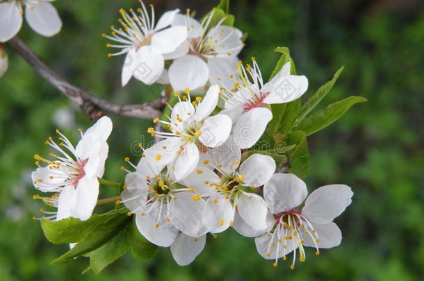 <strong>李子树花</strong>