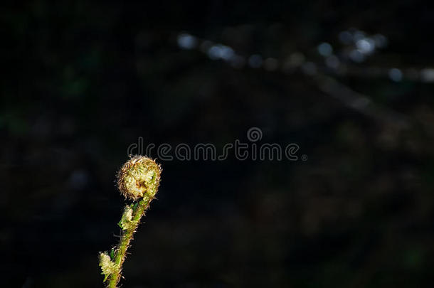 羊齿植物包金箔的-在上面采用黑暗的森林.